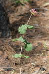 Clasping milkweed